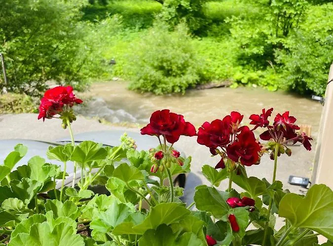 招待所 Mikaela 3*